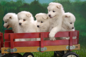 Wagonload of Samoyed Puppies142112293 300x200 - Wagonload of Samoyed Puppies - Wagonload, Samoyed, Puppies, Papillon